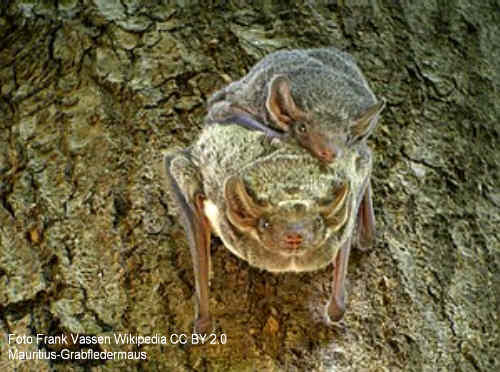 Mauritius-Grabfledermaus